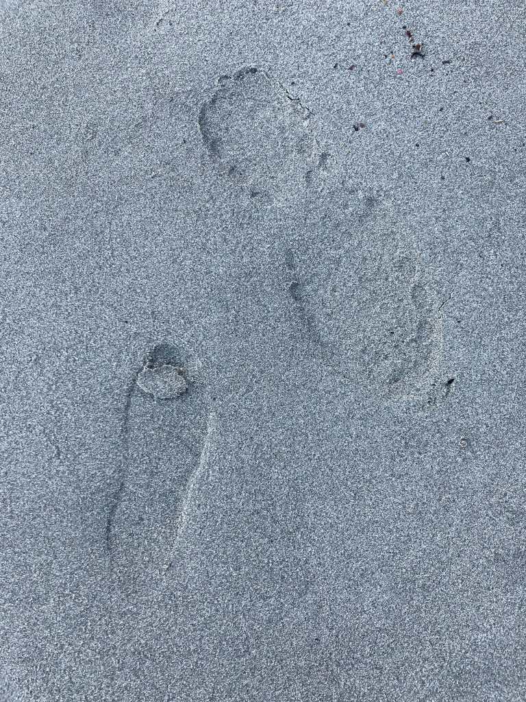 Two shoe prints in beach sand. One large and one small, presumably a child's print. 