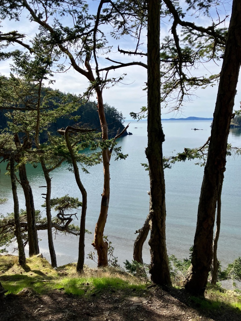 A view down onto the water of part of Deception Pass, through a few skinny tree trunks along a hiking trail. 